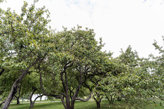 Old gnarled apple trees with spreading branches and foliage growing in a public park orchard