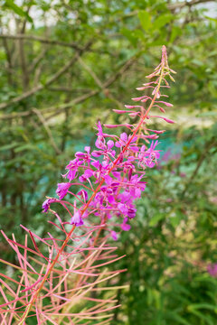 Close-up of pink fireweed (Chamaenerion angustifolium) flowering along a forest edge, with soft green woodland background