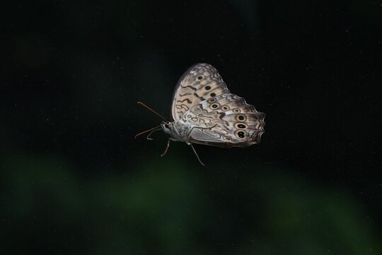 Goschkevitsch's labyrinth (Neope goschkevitschii). A butterfly species endemic to Japan, characterized by its mottled pattern and eyespots.