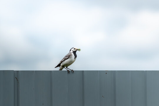 White wagtail bird sitting on metal fence with food in beak