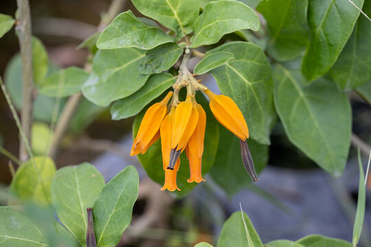Close-up of vibrant orange Juanulloa mexicana flowers with lush green foliage, tropical gold finger plant in bloom. Botanical macro photograph.