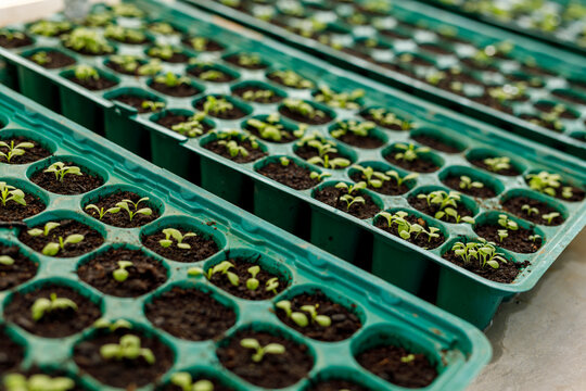 Rows of vibrant green seedlings sprouting in plastic trays, symbolizing new life and sustainable agr