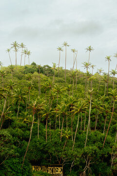 Lush Green Jungle Hill with Tall Palm Trees and Overcast Sky