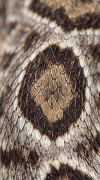 Macro of Rattlesnake Scaled Pattern Showing Keeled Viper Scales and Diamond Texture