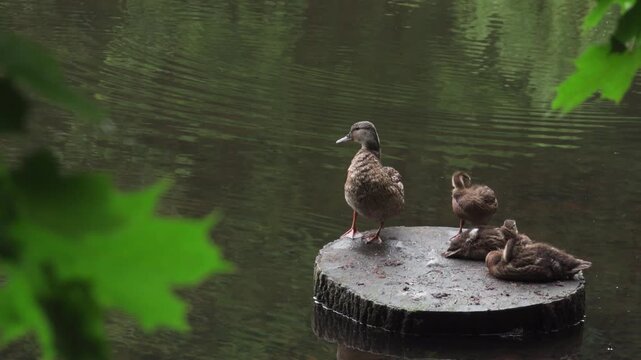 Mother Mallard Duck and Ducklings on Log Framed by Green Leaves, 4K, copy space. Perfect for cinematic b-roll, environmental storytelling, or seasonal nature content.
