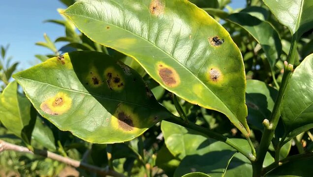 Detailed 4K Ultra HD macro shot capturing citrus canker lesions and leaf damage on a domestic lemon plant providing clear botanical visual references for agricultural research crop
