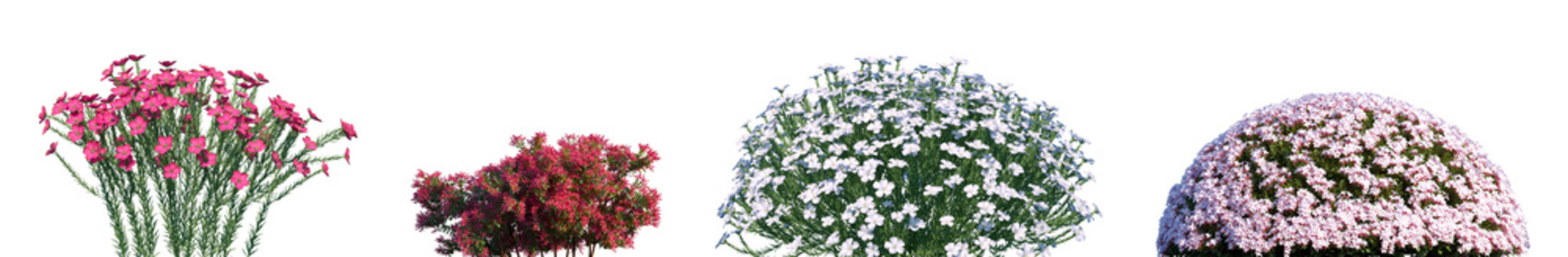 Set of Flax and Glossy abelia frontal isolated png on a transparent background perfectly cutout high resolution