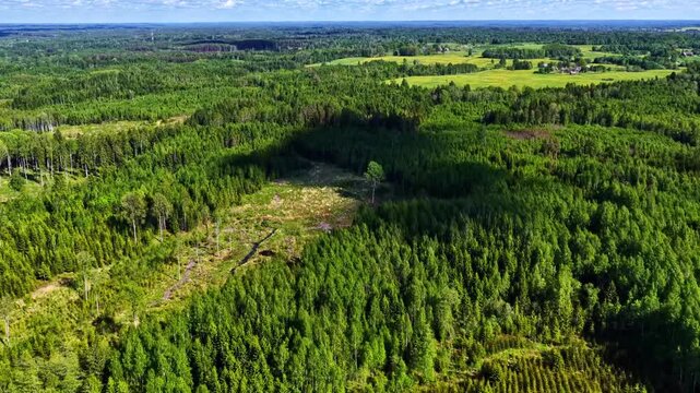 Aerial view over lush green forest landscape with agricultural fields in summer.