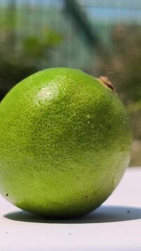 Fresh green key limes, Citrus aurantiifolia, growing on a tree with glossy leaves, showcasing their small size, vibrant color, and natural appearance in a tropical garden.