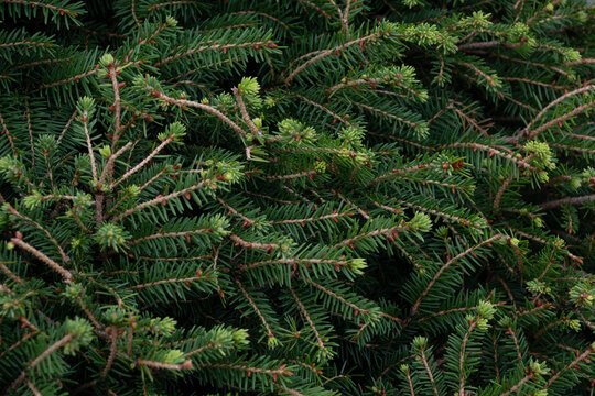 A closeup of spruce branches with dark green needles and fresh light shoots on reddish stems. Dense evergreen texture and soft natural light create a calm woodland background pattern.