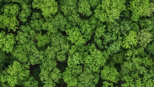 Aerial top view of lush green forest canopy moving slowly over tree tops.