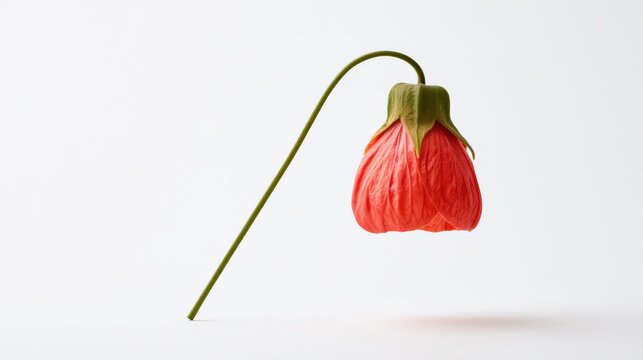 Abutilon Sellowianum Red Flower with Curved Green Stem