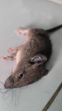 A small mouse pest affected by rodenticide, illustrating household pest control and the management of unwanted rodents in residential or agricultural environments.