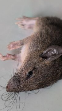 A small mouse pest affected by rodenticide, illustrating household pest control and the management of unwanted rodents in residential or agricultural environments.