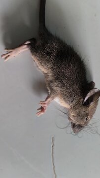 A small mouse pest affected by rodenticide, illustrating household pest control and the management of unwanted rodents in residential or agricultural environments.