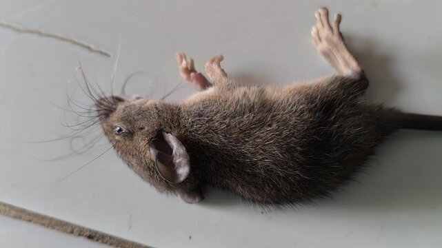A small mouse pest affected by rodenticide, illustrating household pest control and the management of unwanted rodents in residential or agricultural environments.