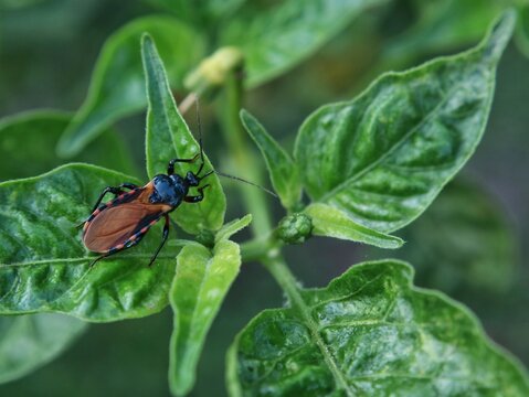 Close up of a red assassin bug (Rhynocoris iracundus) resting on a vibrant green leaf. Detailed macro view of an insect in its natural garden habitat, perfect for nature and entomology concepts