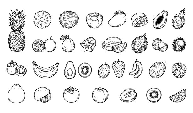 Tropical Fruits Botanical Outline Vector Collection, 30 Black and White Isolated Elements
