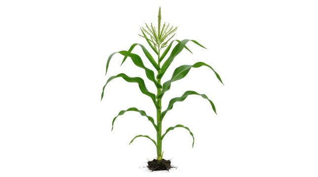 A single healthy green corn plant with roots showing standing tall isolated on a clean white background