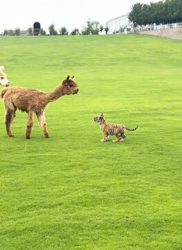 Cute alpacas and tiger cub, confident little cub
