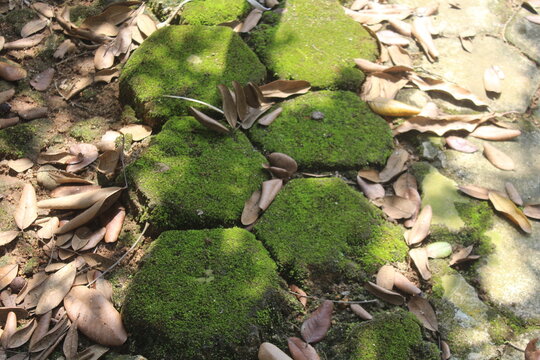 dry leaves arround the mossy paving blocks