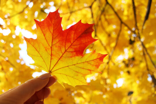 yellow and orange autumn leaves. Maple leaves. Orange maple in the forest. Changing seasons. Falling autumn leaves on a sunny day. Trees. Background. Desktop wallpaper. Colorful foliage.