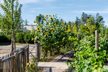 Fototapeta premium A beautiful summer garden with a winding path, vibrant sunflowers, and lush greenery under a blue sk