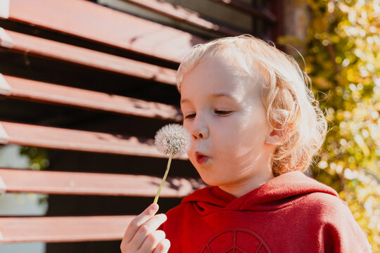 Little child in a red hoodie blowing dandelion seeds into the wind on a sunny outdoor day.