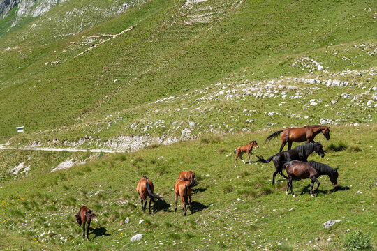 Zabljak, Zabljak Municipality, Montenegro - 30 July 2005: View of horses grazing on the grassy mountain slopes of Durmitor National Park.