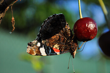 Red Admiral butterfly (Vanessa atalanta) feeding on a ripe cherry fruit in natural light. © Rebeka