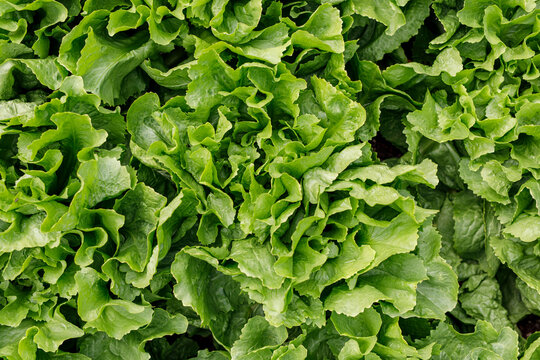 Close-up of fresh, healthy, vibrant green lettuce leaves growing in a garden, perfect for healthy ea