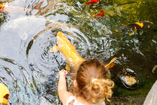 Overhead view of a child's hand interacting with vibrant koi fish swimming in a clear pond.