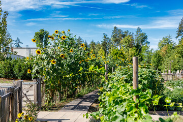Fototapeta premium Vibrant sunflowers line a sunny garden path, with lush greenery and a bright blue sky overhead.
