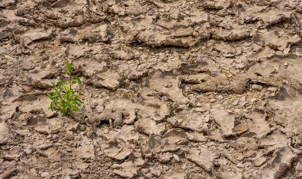 Last Green Plant Growing in Parched Soil as Symbol of Drought and Climate Change