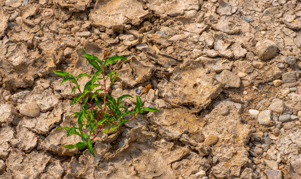 Last Green Plant Growing in Parched Soil as Symbol of Drought and Climate Change