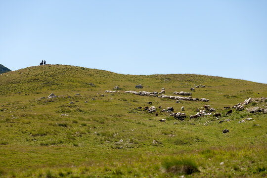 Zabljak, Zabljak Municipality, Montenegro - 30 July 2005: View of a flock of sheep grazing on the grassy slopes of Durmitor National Park with two people standing on the ridge.