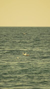 Ocean waves drift with a flock of Laridae birds resting on the water during sunset. Static wide shot.