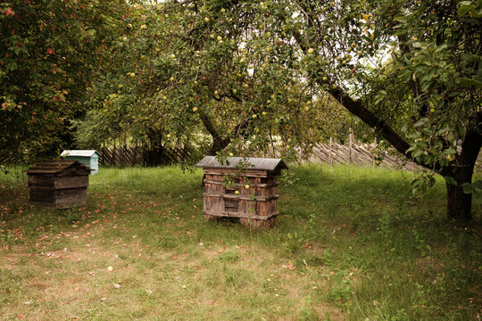 Vintage Wooden Beehives in Apple Orchard
