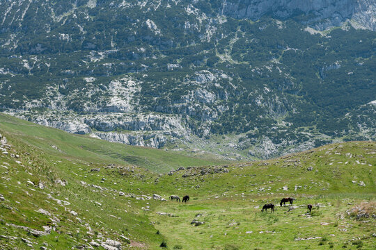 Zabljak, Montenegro - 30 July 2005: View of horses grazing in a green valley within Durmitor National Park, with rocky mountain slopes in the background.