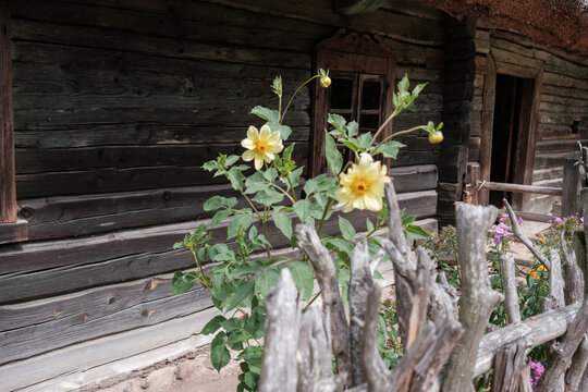 Pale yellow dahlia flowers growing behind a rustic branch fence in front of an old weathered dark wooden log cottage.