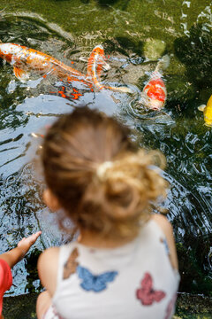 Child's hands reach into a pond to interact with vibrant koi fish, fostering curiosity and connectio