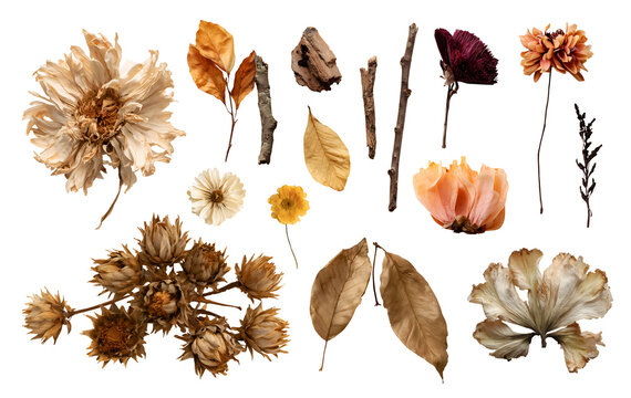 Set of dried pressed preserved dry flowers twig leaf leaves plant petal bud foliage sticks, for home and floral decor crafts artwork, on transparent cutout, PNG file. Many design Mockup template      