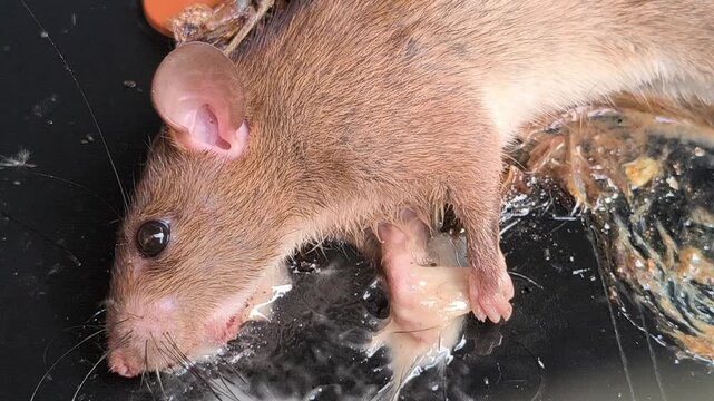 A sticky glue trap used for controlling mouse pests, illustrating a common household rodent management method for preventing infestations and protecting food storage areas.