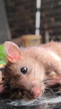 A sticky glue trap used for controlling mouse pests, illustrating a common household rodent management method for preventing infestations and protecting food storage areas.