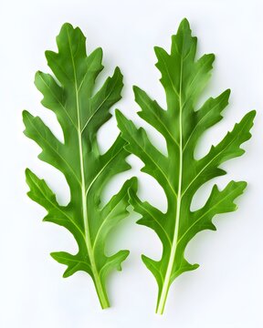 arugula pair leaves isolated on white background