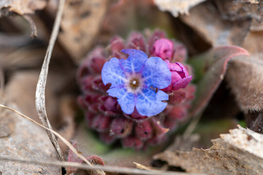 Horizontal spring background with open blue lungwort (Pulmonaria) flower close up, top view