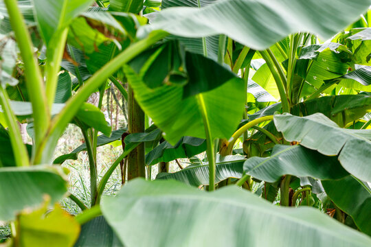 Close-up of vibrant green banana leaves and stems in a tropical plantation, creating a lush natural