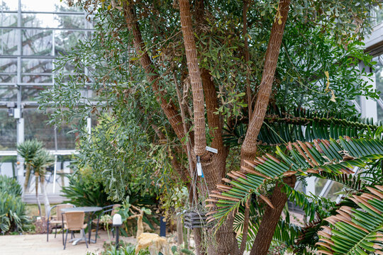 Vibrant green plants and trees thrive in a serene botanical garden with a glass greenhouse and outdo