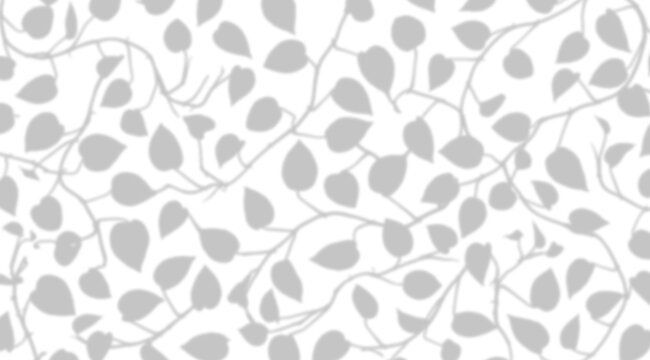 Grey leaf shadows against a bright transparent background