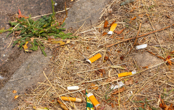 Cigarette Butts Discarded in Dry Grass Creating Fire Hazard and Environmental Pollution